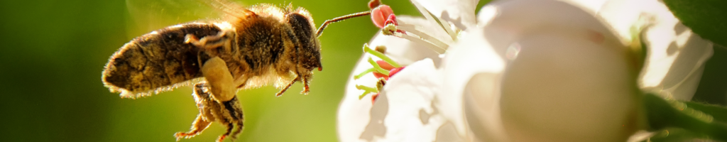 Header_Bee the Change