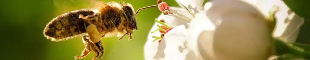 Header_Bee the Change